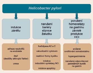 lékařská fakulta, Praha Objev bakterie Helicobacter pylori (v roce 1982) a následný mimořádně intenzivní výzkum změnily zásadním způsobem chápání patogeneze onemocnění žaludku, ale i řady