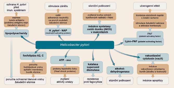 třídy (International Agency for the Research on Cancer), v roce 1998 byl publikován první experimentální model karcinomu žaludku indukovaný infekcí Helicobacter pylori (mongolský pískomil - gerbil).