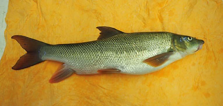 176 intenzivně chovaných generačních ryb v konstantní teplotě vody mezi 20 22 C je dozrávání jejich gonád a gamet řízeno prodlužujícím se světelným režimem.