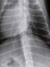 Normální plicní žíly Na laterálním snímku jsou snadno rozpoznatelné plicní kapiláry v kraniální části hrudníku.