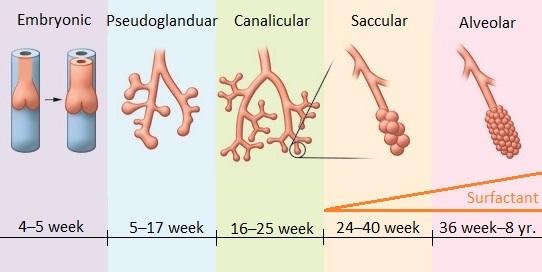 1. Embryonic stage: 4 5 week of gestation. The Genesis of tracheal buds predecessors of main bronchi. See figure 1.1. 2. Pseudoglanduar stage: 5 17 week of gestation.