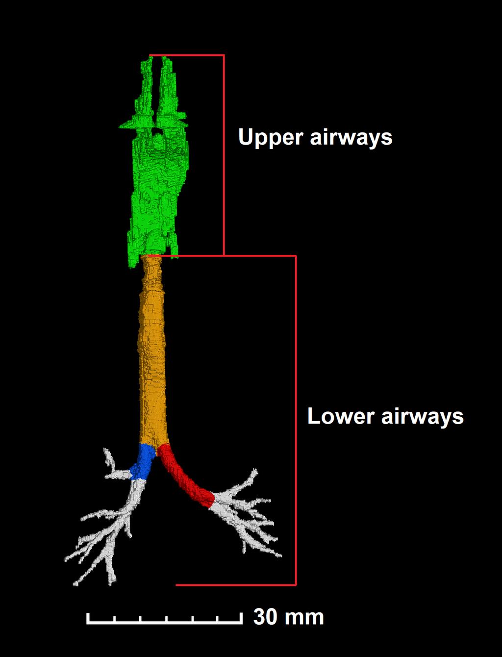 trachea and left and right main bronchi (see Fig.: 6.1). Individual VOIs are utilized for volume analysis of corresponding model parts.