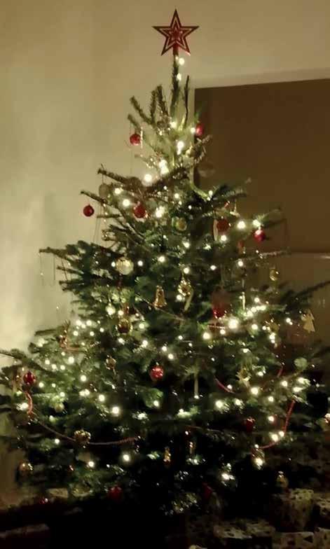 Likvidace vánočních stromků. Vánoční stromek nepatří do popelnice, protože zaplní téměř celou nádobu a do dalšího svozu znemožní její užívání.
