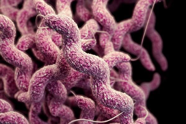 Campylobacter Nejčastější bakteriální průjmové onemocnění v Europě, častá sezónnost (letní měsíce) S nárůstem silných dešťových srážek v severní Evropě se očekává zvýšení rizika kontaminace