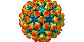 Norovirus Nejčastější příčina virového průjmu u lidí s výraznou zimní sezónností.