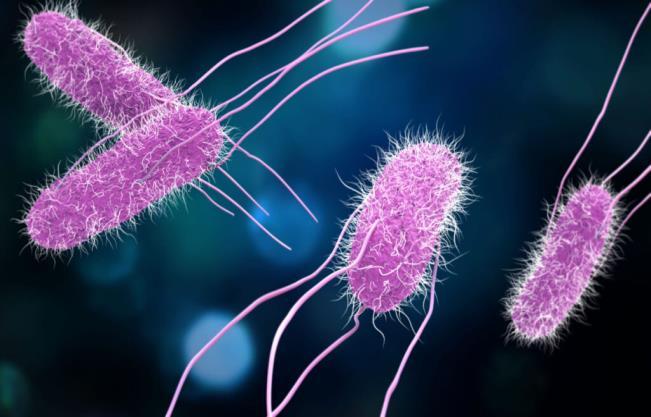 Salmonella species 29 Velmi často hlášená GIT infekce. Důležitá příčina epidemií nákazy potravinami v Evropě.