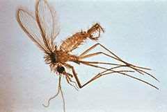 Leishmanióza Nejčastější onemocnění přenášené phlebotominovými písečnými mouchami v Evropě. Leishmania tropica se vyskytuje ojediněle v Řecku a sousedních zemích.