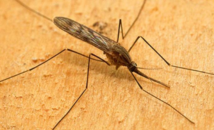 Malárie v Evropě Malárie byla v Evropě endemická až do 70. let. Nyní až 99 % hlášených případů souvisí s cestováním. Lokální přenos je možný v oblastech s výskytem komárů Anopheles.