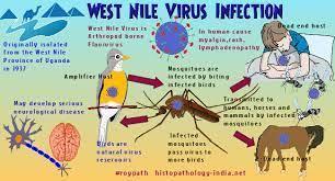 West Nile Virus (WNV) 43 Změna klimatu pravděpodobně nebude mít významný dopad na přenos WNV v Evropě.