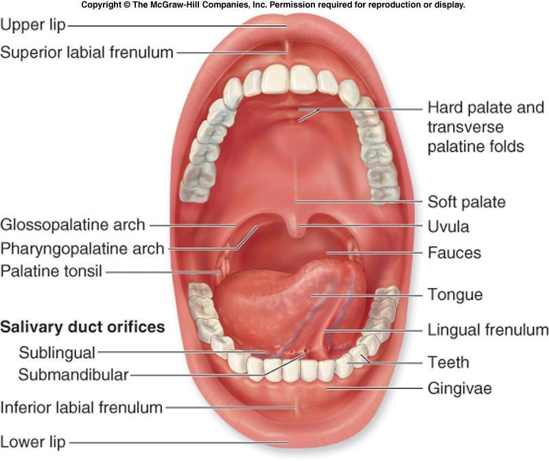 Cavum oris proprium Dáseň (gingiva) Tvrdé a měkké
