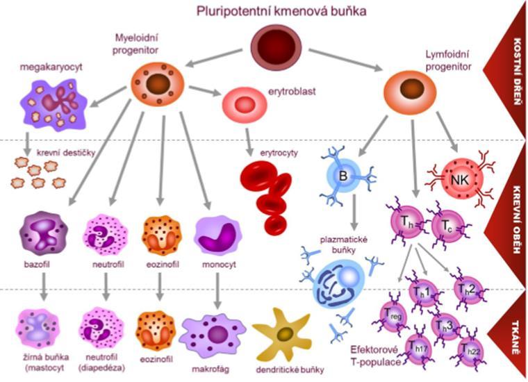 3.2. Vývoj krevních buněk Všechny krevní buňky se vyvíjí z pluripotentní kmenové buňky (HSC Hematopoetic stem cells).