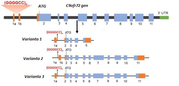 vezikulárního transportu a autofagie, které pravděpodobně regulují odstranění TDP-43 z cytoplazmy (55) (56).
