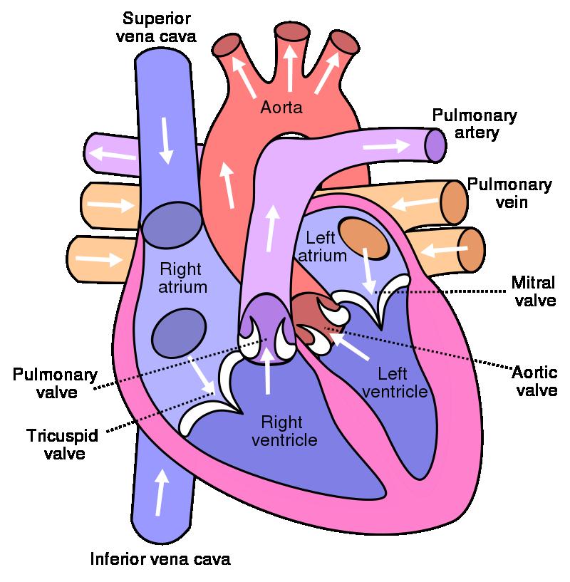 CHLOPENNÍ VADY stenózy = zúžení zvýšená zátěž srdce, větší tlak a hypertrofie srdce regurgitace = nedomykavost návrat krve zpět, objemové přetížení srdce - příčiny: degenerativní onemocnění,