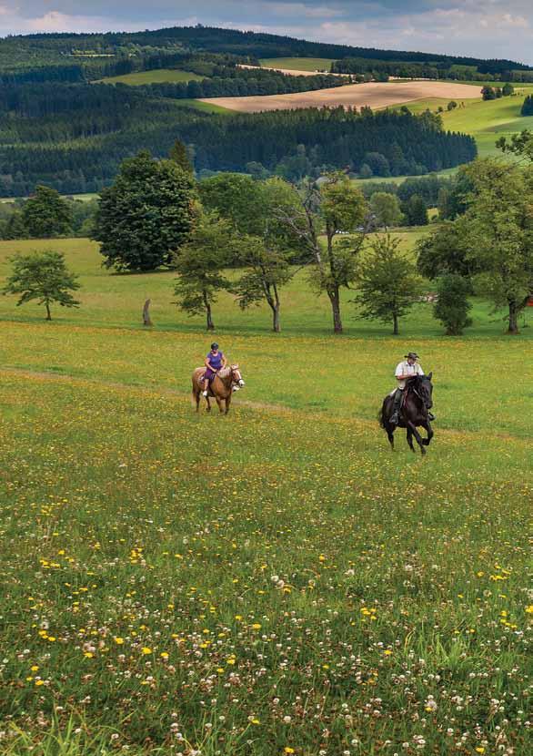 Vysočina Tourism, příspěvková organizace