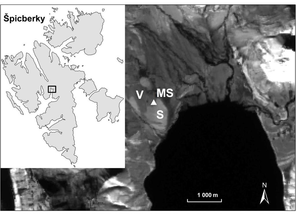 Obr. 9: Plocha s vegetací (V) a plocha sutí (S) na pobřeží zátoky Petuniabukta fjordu Billefjorden na satelitním snímku LANDSAT.