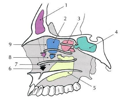 Vedlejší nosní dutiny (sinus paranasales) Mezi vedlejší nosní dutiny patří: dutina kosti čelní (sinus frontalis), dutina kosti čelistní (sinus maxillaris), dutina kosti čichové (sinus ethmoidalis) a