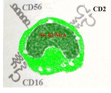 NK buňky se morfologicky jeví jako velké granulační lymfocyty s bohatší cytoplasmou, ve které se nachází drobná červená granula s azurofilními zrny obsahující perforin a granzymy.