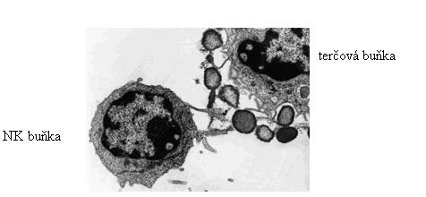 2.2.2. CYTOTOXICITA NK BUNĚK NK buňky mají schopnost identifikovat a usmrcovat buněčné elementy mechanismem, který není závislý na přímém rozpoznání Ag prostřednictvím receptoru ( T-Cell Receptor -
