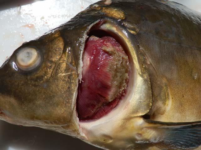 hynutí nebarevných forem kapra s diagnostikovaným CEV V rámci jedné případové studie byly porovnávány zdravé ryby (n = 9) s nemocnými (n = 13), včetně hematologického a biochemického