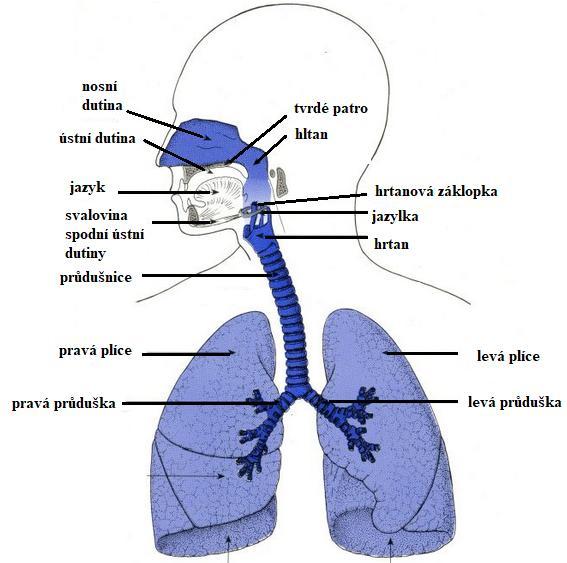 které se rozšiřují v plicní váčky (sklípky). Díky tomuto procesu dochází v našem těle k výměně plynů mezi vzduchem a krví, přičemž je zajištěna primární životní funkce (Hrabalová 2016).