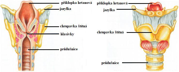 Obrázek 10: Průřez hrtanu a průdušnice Zdroj: Vydrová (2009) Hlasivky (viz Obrázek 11) pokryté sliznicí jsou umístěny v hrtanu.