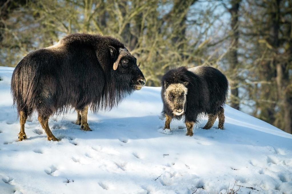 V březnu porodila mrtvé mládě osmnáctiletá samice velblouda dvouhrbého (Camelus ferus bactrianus). O dva dny později uhynula. Pitva prokázala chronický zánět dělohy a s tím spojenou sepsi organizmu.