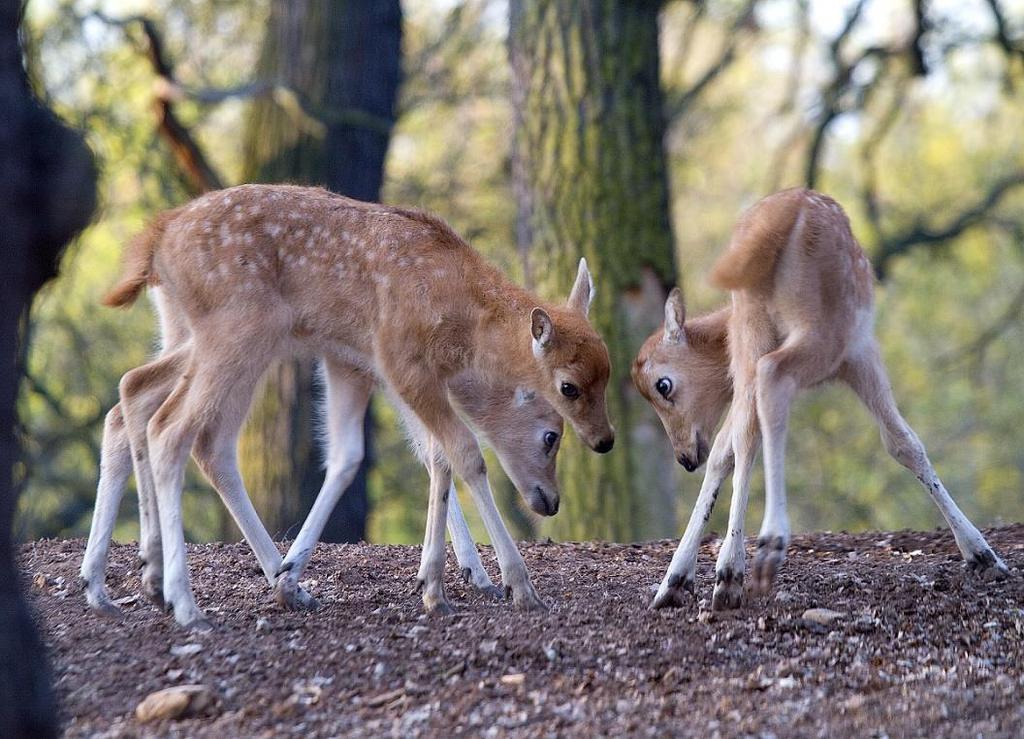Tři mladé laně jelena milu (Elaphurus davidianus) jsme přenechali do soukromých chovů a roční jelen byl umístěn do Zoo Stuttgart. V našem stádě bylo v tomto roce odchováno šest kolouchů.