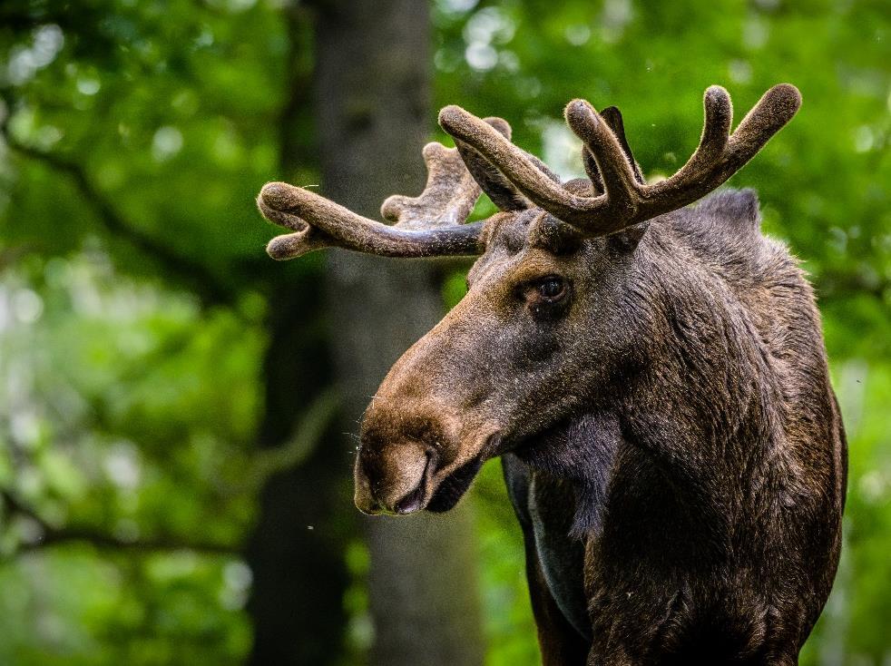 Na začátku června odešli dva roční samci losa evropského (Alces alces) do soukromého zařízení na Slovensku. Až na podzim se nám podařilo domluvit příchod nového tříletého samce z Lotyška.