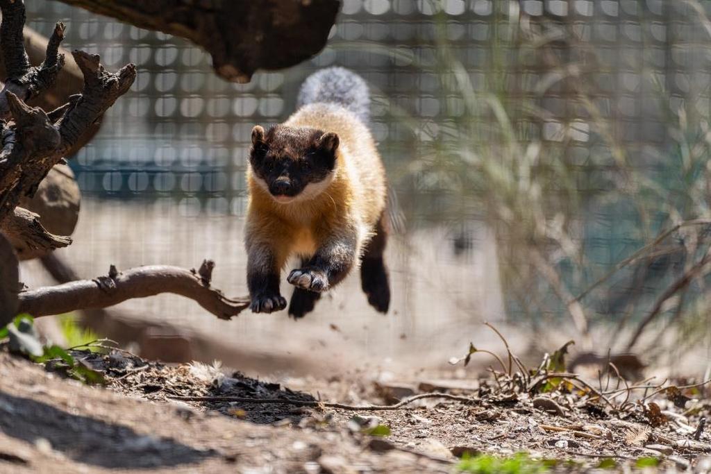 Čtyři mláďata byla odchována u kolonoků sibiřských (Mustela sibirica).