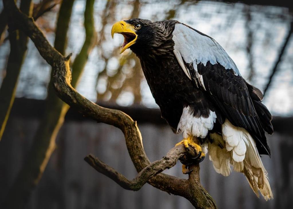 PTÁCI Neoplozenou snůšku jsme letos měli u orlosupů bradatých (Gypaetus barbatus). Také samice orla východního (Haliaeetus pelagicus) snesla dvě, bohužel neoplozená vejce.