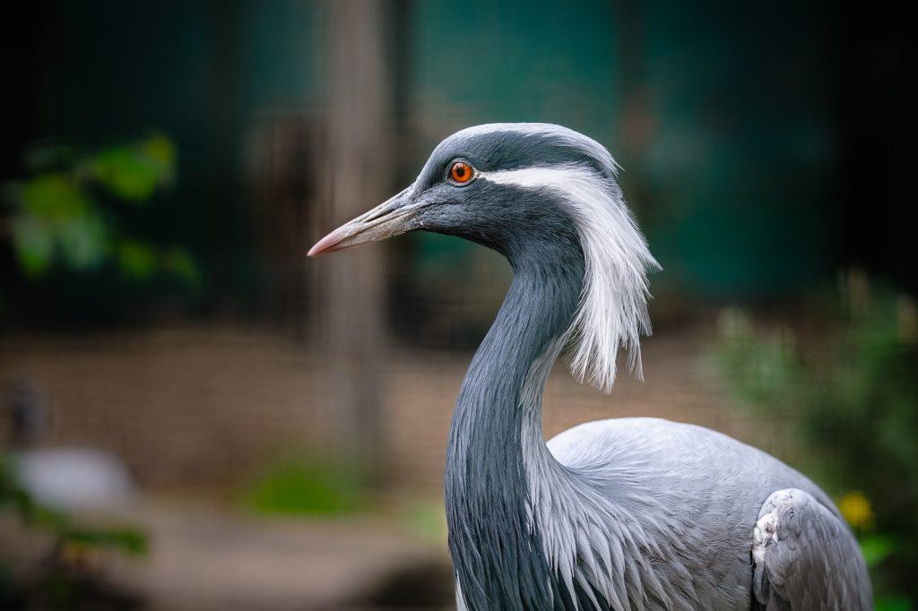 Pár krasek červenozobých (Urocissa erythrorhyncha) odchoval čtyři mláďata. Na podzim uhynul samec z druhého nově sestaveného páru.
