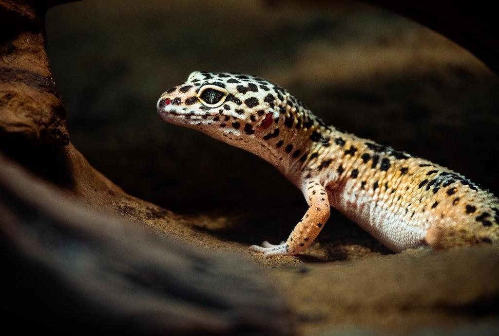 Koncem léta jsme získali nalezenou užovku obojkovou (Natrix natrix) ve značně špatném zdravotním stavu. Po vyléčení zůstala v našem chovu.