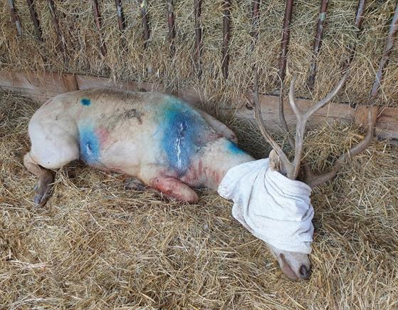 Kromě zvířat v zooparku jsem ošetřovala i zvířata přijímaná do záchranné stanice, přičemž šlo