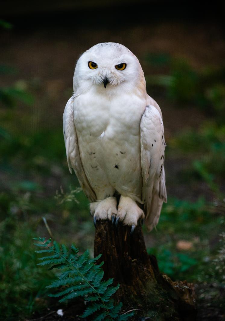 Sovice sněžní (Bubo scandiacus) 70