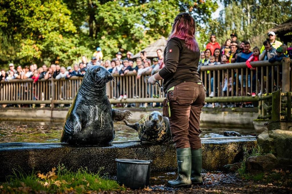 Vláček Amálka Vyhledávanou aktivitou je projížďka po areálu zooparku dětským vláčkem Amálka, jíž využívá k vzhledem k rozloze areálu velmi významné procento návštěvníků.