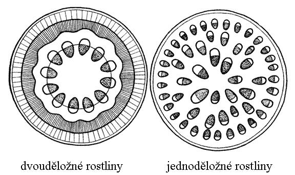 Příčný řez stonkem rostliny prostudujte si rozdíly v uspořádání cévních svazků 8. a.