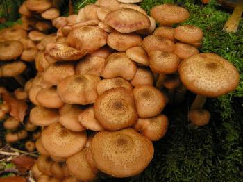 Armillaria mellea václavka obecná - "The