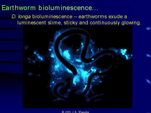 Mechanismus bioluminiscence ještě není zcela prozkoumán Žížalu můžeme podráždit např.