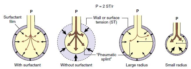 Surfaktant Fosfolipoprotein Tvořen pneumocyty II.