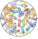 Clin Exp Allergy 2014 Milani et al.
