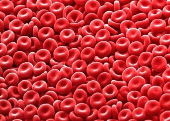 Hematologie Červená řada Erytrocyty 5x10 12 /l Hb 150