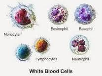 Hematologie Bílá řada Leukocyty 9 30x10 9 /l, konec 1. t.