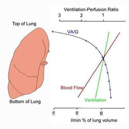 Nerovnováha mezi mezi ventilací a perfuzí distribuce krve v plicích je fyziologicky nerovnoměrná vlivem gravitace / hydrostatického tlaku roste od apexu k bázím plic toto přispívá k jistému nepoměru