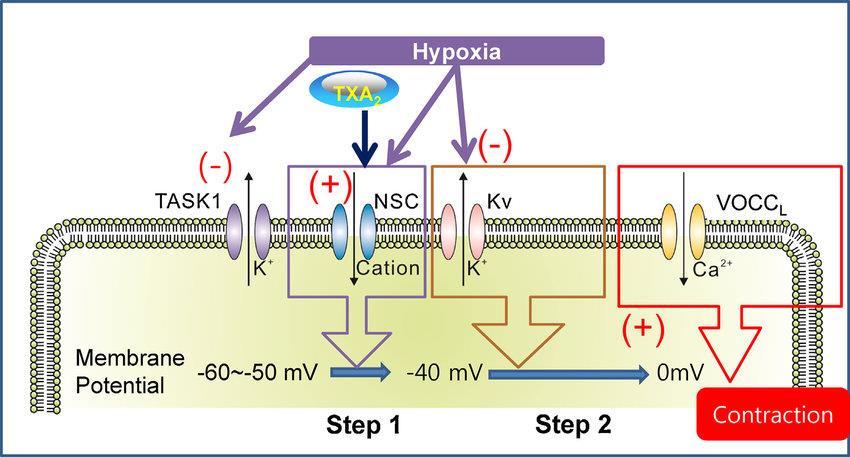Mechanism of HPV The current model of the cellular mechanism of hypoxic pulmonary vasoconstriction in a rat pulmonary artery (PA). Relevant ion channels are displayed.