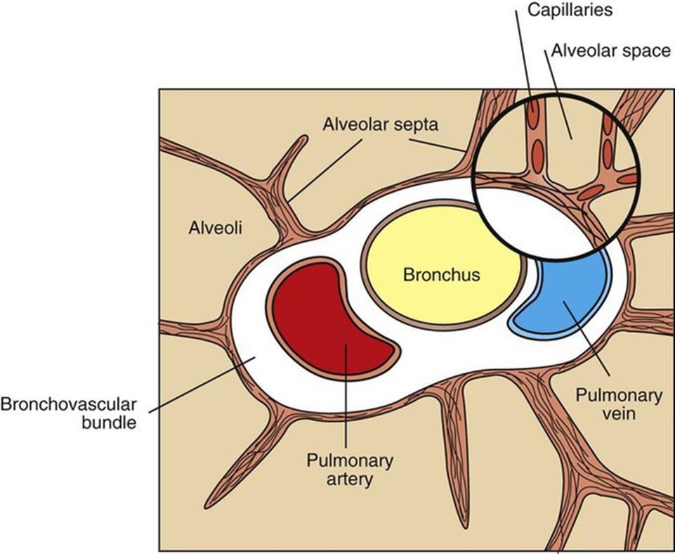 Plicní cirkulace alveolární a extra-alveolární cévy alveolární cévy kapiláry alveolárních sept působí na ně