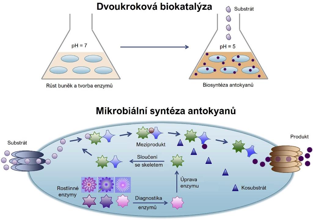 UTB ve Zlíně, Fakulta technologická 28 Obrázek 11 Schéma dvoukrokové biokatalýzy a koexprese cizího enzymu v mikrobiální buňce [68] 3.1.2 Zymomonas mobilis Zymomonas mobilis je gramnegativní bakterie tyčinkového tvaru, která se může nacházet v rostlinách s mízou bohatou na cukry.