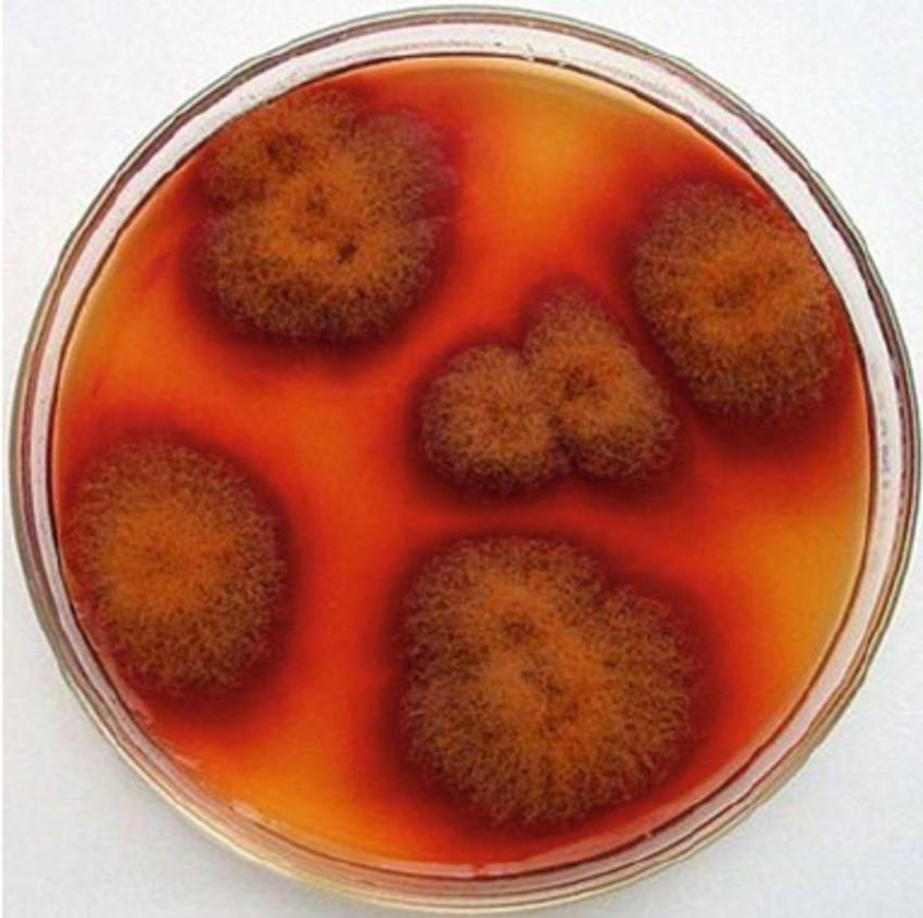 UTB ve Zlíně, Fakulta technologická 31 Tradičně se pigment z plísně Monascus vyrábí pomocí červené fermentované rýže.