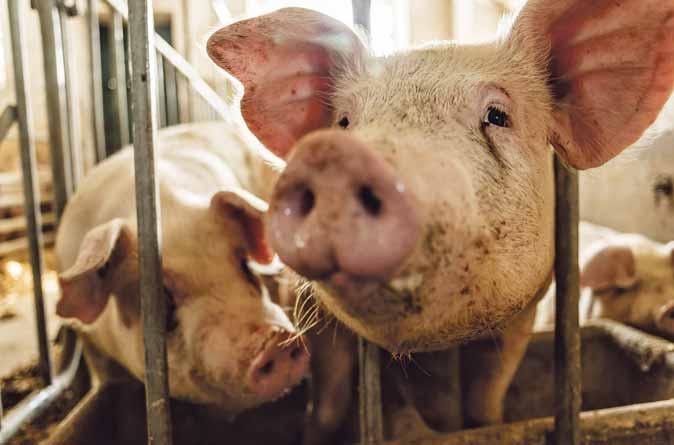 Agrární obzor 1 2022 ZEMĚDĚLSTVÍ A POTRAVINÁŘSTVÍ Snahy na potlačení zemědělské produkce Z čeho vařili pivo naši dědové a pradědové?