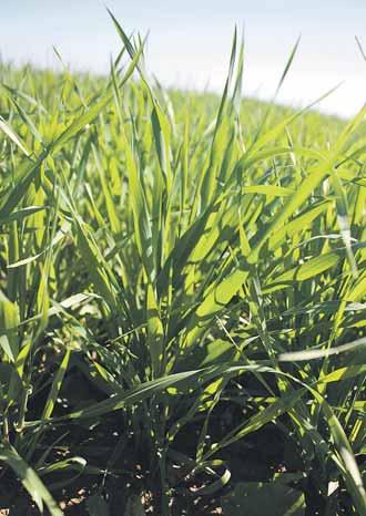 14 ÚNOR 2022 Agrární obzor VŠE PRO SLADOVNICKÉ JEČMENY A SLAD Stimulační látky při pěstování jarních obilovin Základním parametrem určujícím kvalitní růst a vývoj porostů obilovin je kořenový systém