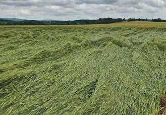 Agrární obzor ÚNOR 2022 VŠE PRO SLADOVNICKÉ JEČMENY A SLAD 17 a v případě počátečních výskytů chorob nebo při signalizaci infekčních podmínek provést cílené fungicidní ošetření.